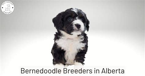 Bernedoodle Breeders in Alberta [2024] | List Of 4 Local Breeders