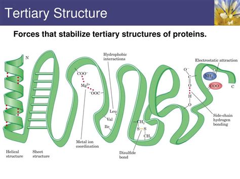 PPT - Proteins PowerPoint Presentation, free download - ID:2206597