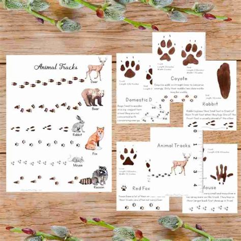 Animal Tracks Poster & Cards - Wonder-Filled Days