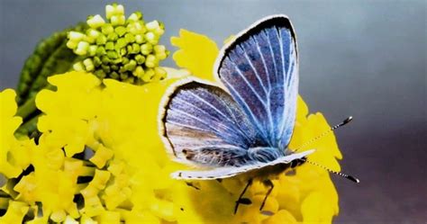 The Palos Verdes Blue Butterfly Was Extinct, 10 Years Later it Reappeared!