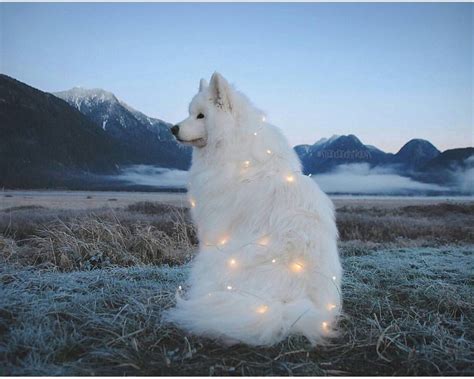 Samoyed and Christmas lights! Gorgeous! | Dogs! | Beautiful dogs ...