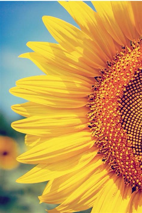 Tournesol | Sunflower wallpaper, Sunflower, Sunflower pictures