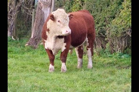 2 Pedigree Hereford Breeding Young Bulls | SellMyLivestock - The Online Livestock Marketplace