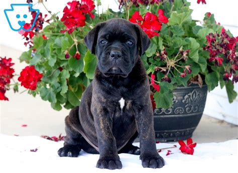 King | Cane Corso Puppy For Sale | Keystone Puppies | Cane corso puppies, Puppies, Cute baby puppies