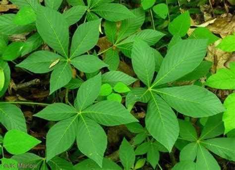 Types of Compound Leaves | Happy Botanist