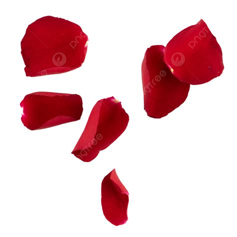 Rose Petals Clipart Hd PNG, Romantic Rose Petals, Celebrate, Holiday, Fresh Flowers PNG Image ...