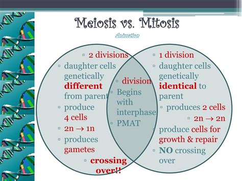 PPT - Meiosis vs. Mitosis Animation PowerPoint Presentation, free download - ID:2084220