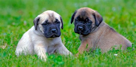 English Mastiff Growth Chart | Mastiff Weight & Size Chart