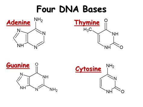 DNA. Structure and Replication - Presentation Biology