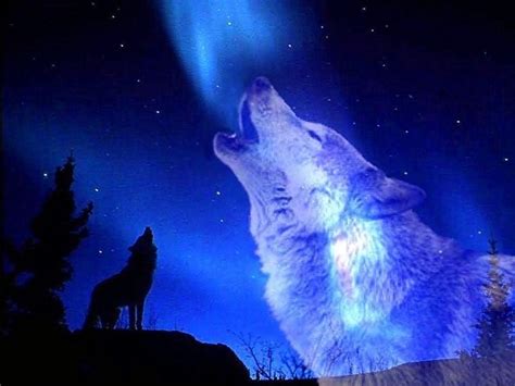 Wolves Howling At The Moon Wallpapers free download