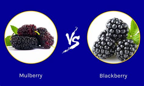 Mulberry vs Blackberry: 5 Key Differences - A-Z Animals