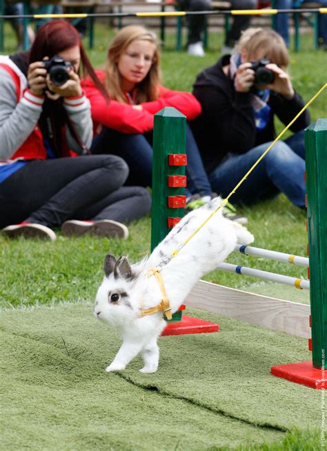 Rommerz Rabbit Hopping Competition