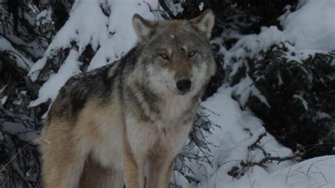 Wolf sightings on the rise in Happy Valley-Goose Bay | CBC News