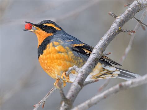 12 Birds That Look Like Orioles - Sonoma Birding