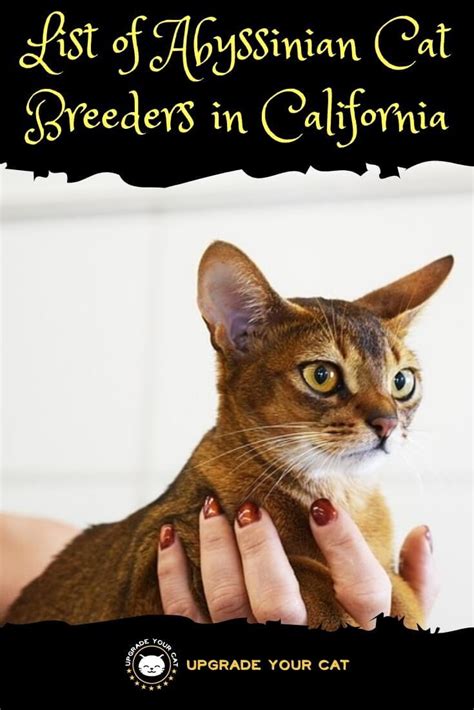 Abyssinian Cat Breeders in California