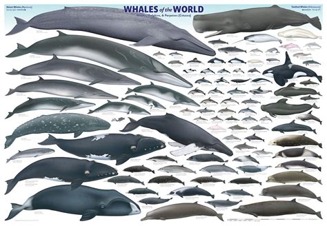 Whales of the World Poster - Save The Whales | Types of whales, Save the whales, Cetacean