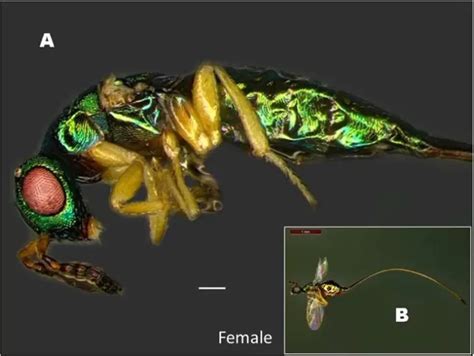 New fig wasp species discovered in E/Siang | The Arunachal Times