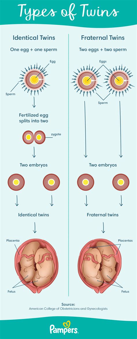 Early Pregnancy Symptoms Timeline