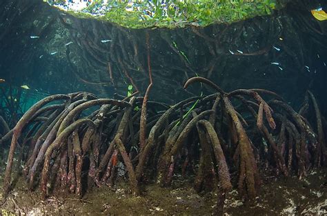 Mangrove Forest - WorldAtlas