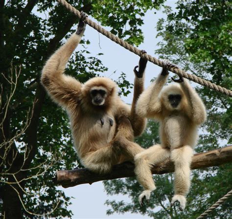 File:Gibbon Amiens 26873.jpg - Wikipedia