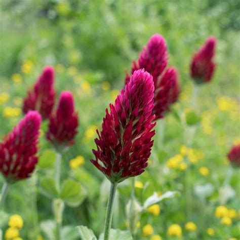 Crimson Clover | Flower Seeds in Packets & Bulk | Eden Brothers