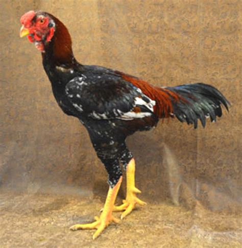 Malay Chicken Characteristics & Breed Information | Modern Farming Methods