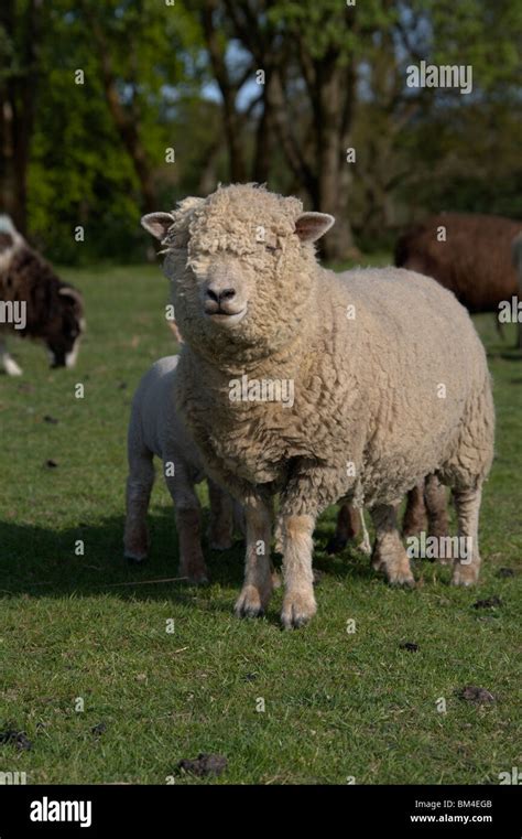 Southdown sheep hi-res stock photography and images - Alamy