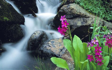 Waterfall Flowers Wallpapers - Top Free Waterfall Flowers Backgrounds ...