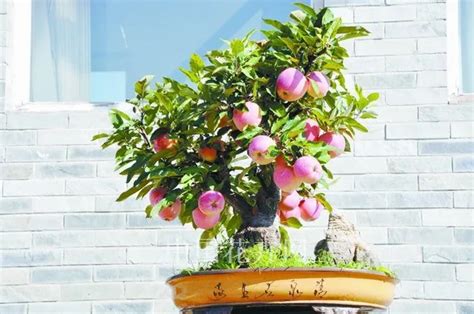 50pcs Bonsai Apple Tree Seeds rare fruit bonsai tree delicious apple ...