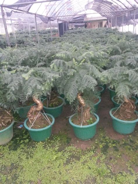 Araucaria Heterophyll Bonsai - Buy Zhangzhou Araucariaceae Bonsai ...