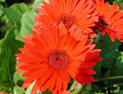 Gerbera Daisy Flower - Pink Flower Wallpapers