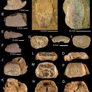 Fossil Anomura and Brachyura from southern and central Florida. A,... | Download Scientific Diagram