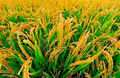 Monsoon 2020: Rains to Increase Kharif Crops Acreage; Farmers will Get Bumper Yields