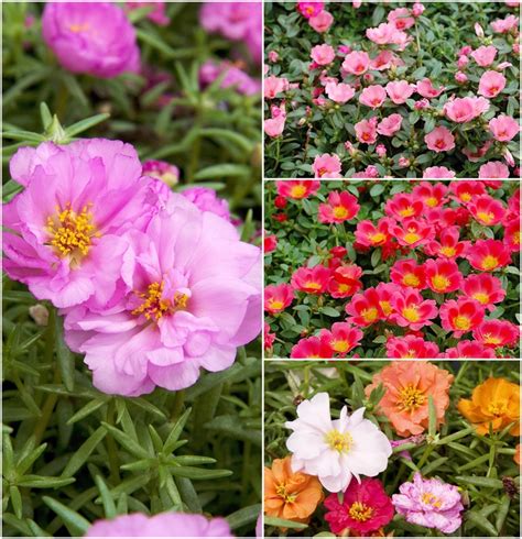 Portulaca Varieties | Portulaca | Jim Whiting Nursery