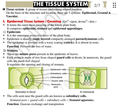 Epidermal Tissue System - BOTANY - Notes - Teachmint