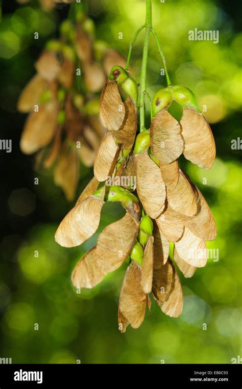 Seeds of the Sycamore maple (Acer pseudoplatanus Stock Photo - Alamy