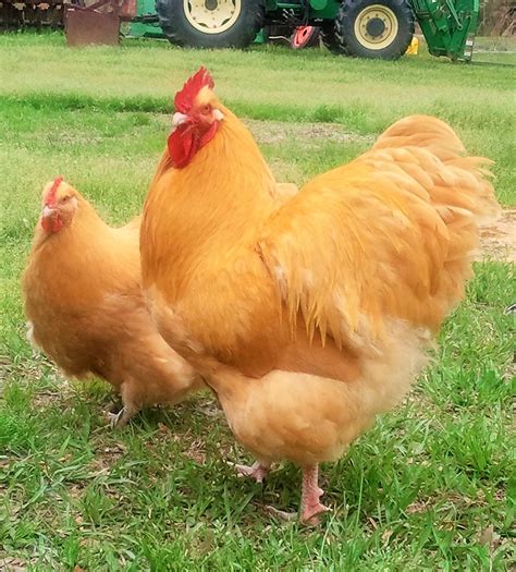 English Buff Orpington Rooster with Clevenger/Farthing Buff Orpington Hen | BackYard Chickens