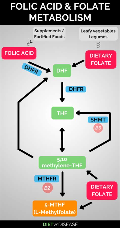 MTHFR, Folic Acid and Folate: Should I Eat It?