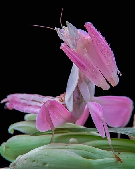 Pet_Praying_Mantis