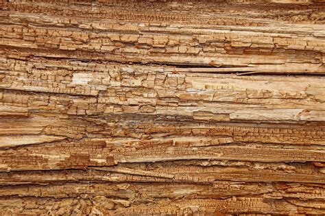 How to Treat Wood Rot | Signs of Wood Rot | Danford Brewer & Ives