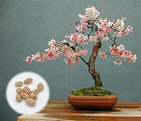 Bonsai Flower Plant Seeds | Best Flower Site