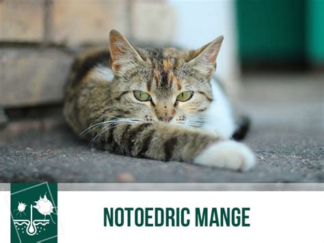 Notoedric Mange | The Pet Professionals