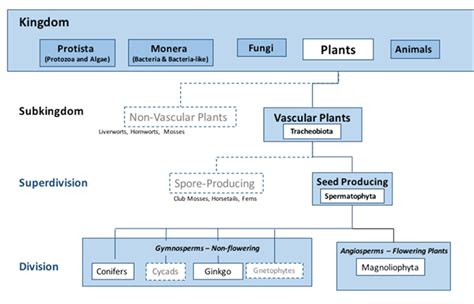 Plant Classification Chart