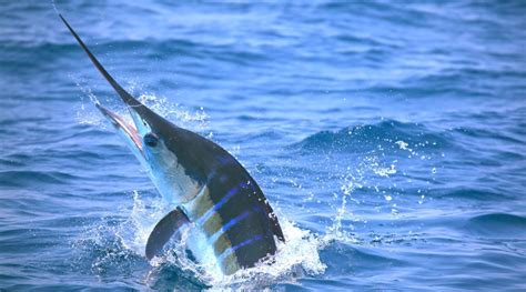 Striped Marlin - Hawaii Deep Sea Fishing