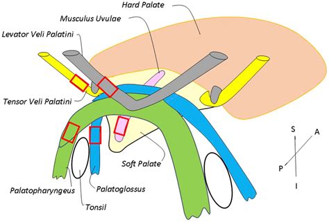 Morphometric and Immunohistochemical Characteristics of the Adult Human Soft Palate Muscles ...