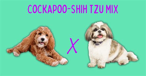 Cockapoo Shih Tzu Mix: Ultimate Breed Guide