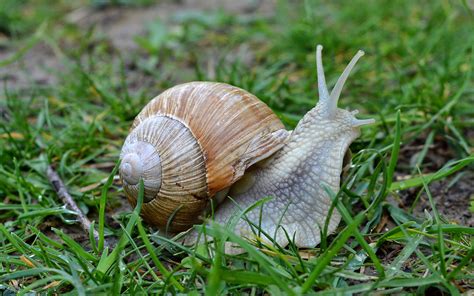 IF YOU GO DOWN TO THE WOODS TODAY....: All hail the giant snail!