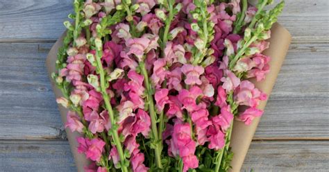 8 Fun Facts About Snapdragon Flowers | Bouqs Blog