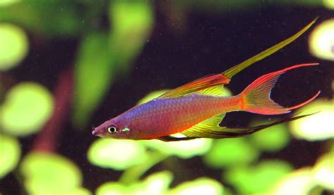 The threadfin rainbowfish or featherfin rainbowfish, Iriatherina werneri, is a rainbowfish, the ...