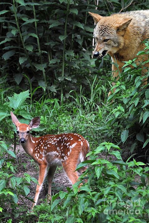 Coyote Snarling At Fawn Photograph by Dan Friend